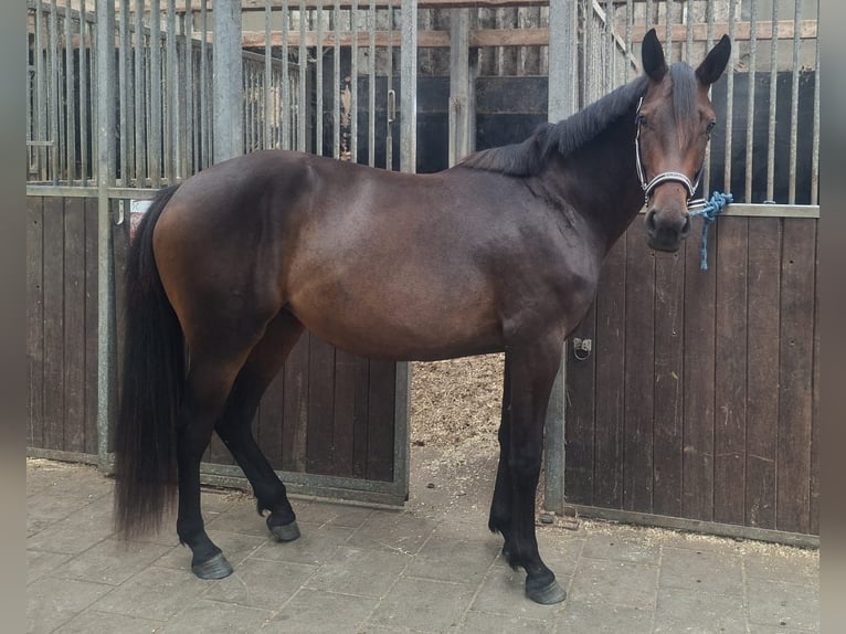 Plus de chevaux à sang chaud Croisé Jument 2 Ans 153 cm Bai brun in Rhauderfehn