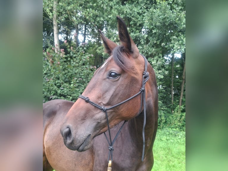Plus de chevaux à sang chaud Croisé Jument 2 Ans 157 cm Bai in Rhauderfehn