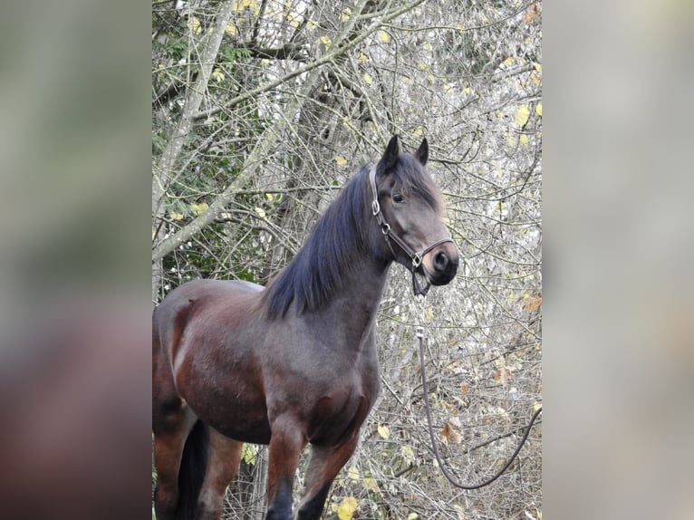 Plus de chevaux à sang chaud Jument 2 Ans 158 cm Bai brun in Verl