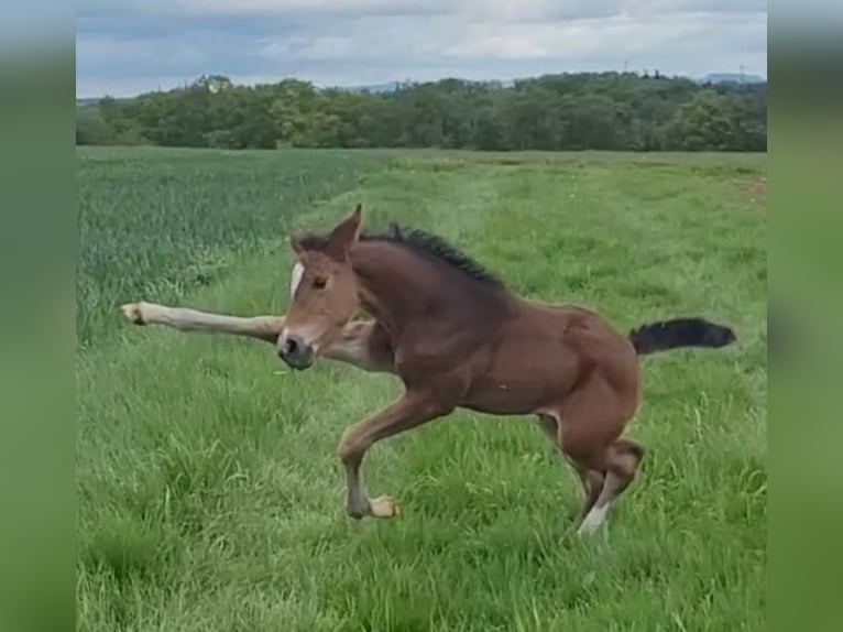 Plus de chevaux à sang chaud Jument 2 Ans 165 cm Bai in Haigerloch