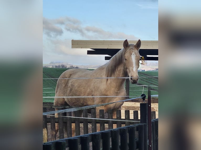 Plus de chevaux à sang chaud Jument 2 Ans 165 cm Palomino in Bad Grund