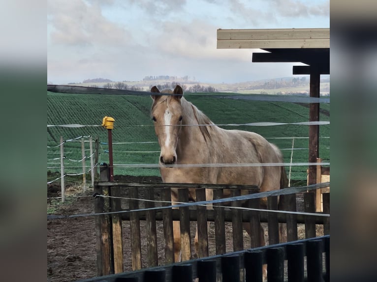 Plus de chevaux à sang chaud Jument 2 Ans 165 cm Palomino in Bad Grund