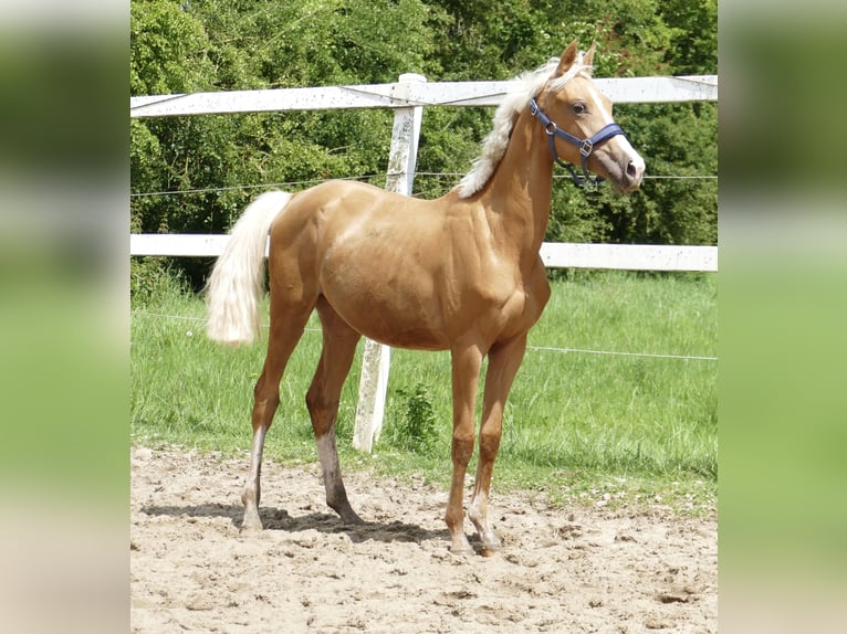 Plus de chevaux à sang chaud Jument 2 Ans 167 cm Palomino in Borgentreich