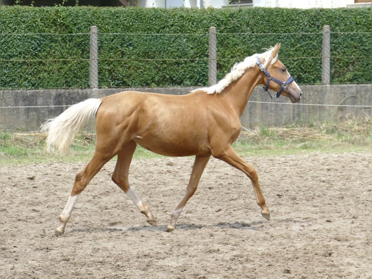 Plus de chevaux à sang chaud Jument 2 Ans 167 cm Palomino in Borgentreich