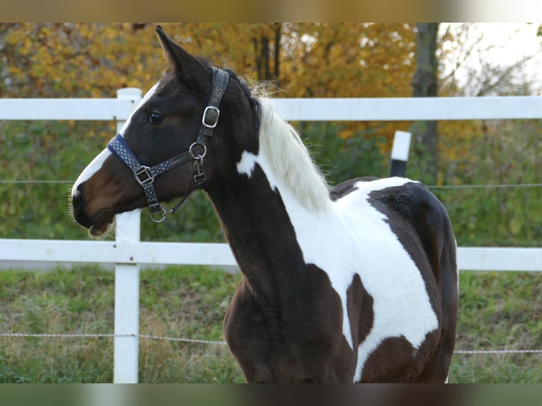 Plus de chevaux à sang chaud Jument 2 Ans 168 cm Pinto in Borgentreich