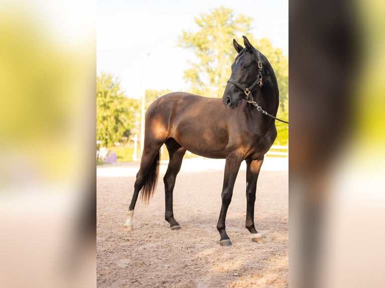 Plus de chevaux à sang chaud Jument 2 Ans 170 cm Noir in Pfullendorf