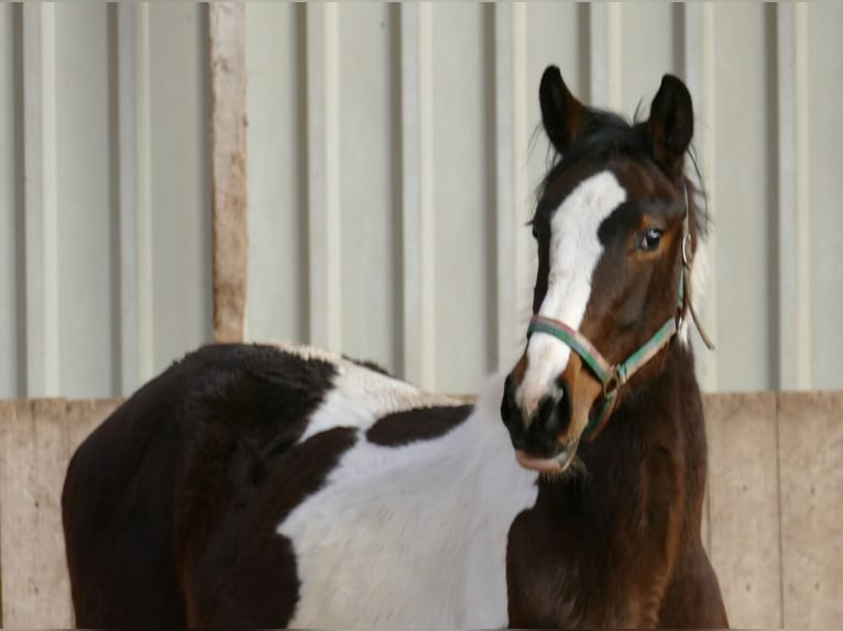 Plus de chevaux à sang chaud Jument 2 Ans 170 cm Pinto in Borgentreich