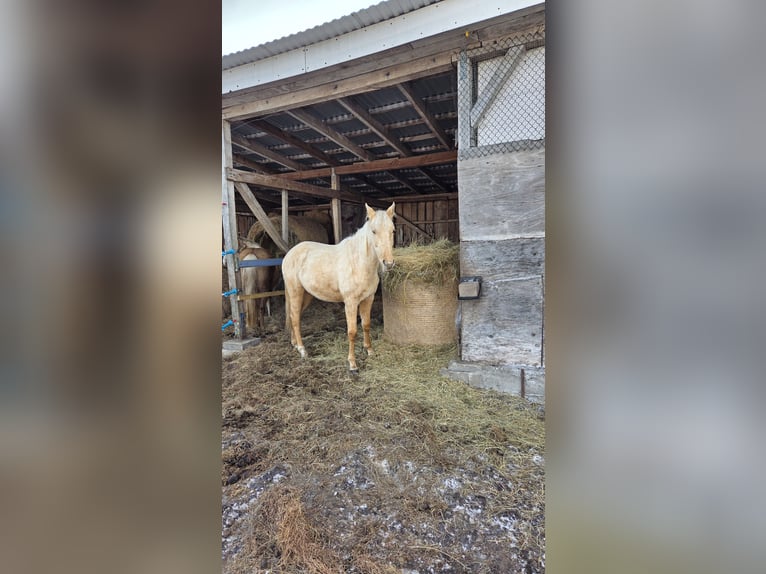 Plus de chevaux à sang chaud Jument 2 Ans Palomino in Witnica