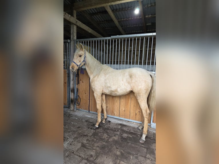 Plus de chevaux à sang chaud Jument 2 Ans Palomino in Witnica