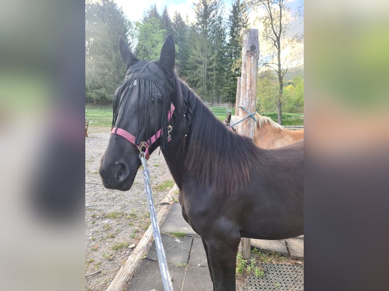 Plus de chevaux à sang chaud Croisé Jument 3 Ans 146 cm Noir in Friesach