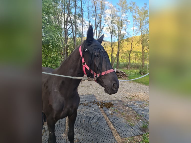 Plus de chevaux à sang chaud Croisé Jument 3 Ans 146 cm Noir in Friesach