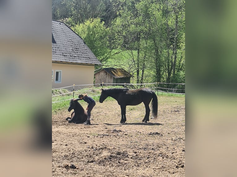 Plus de chevaux à sang chaud Croisé Jument 3 Ans 146 cm Noir in Friesach