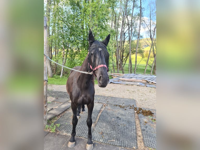 Plus de chevaux à sang chaud Croisé Jument 3 Ans 146 cm Noir in Friesach