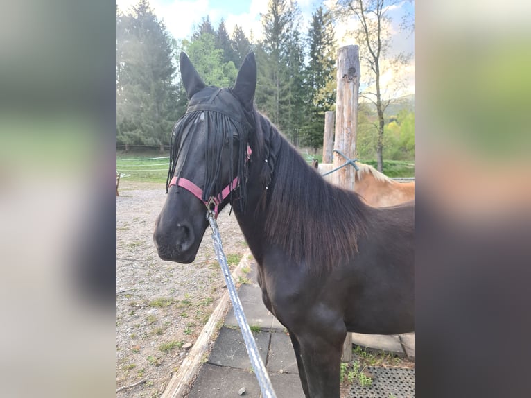 Plus de chevaux à sang chaud Croisé Jument 3 Ans 146 cm Noir in Friesach