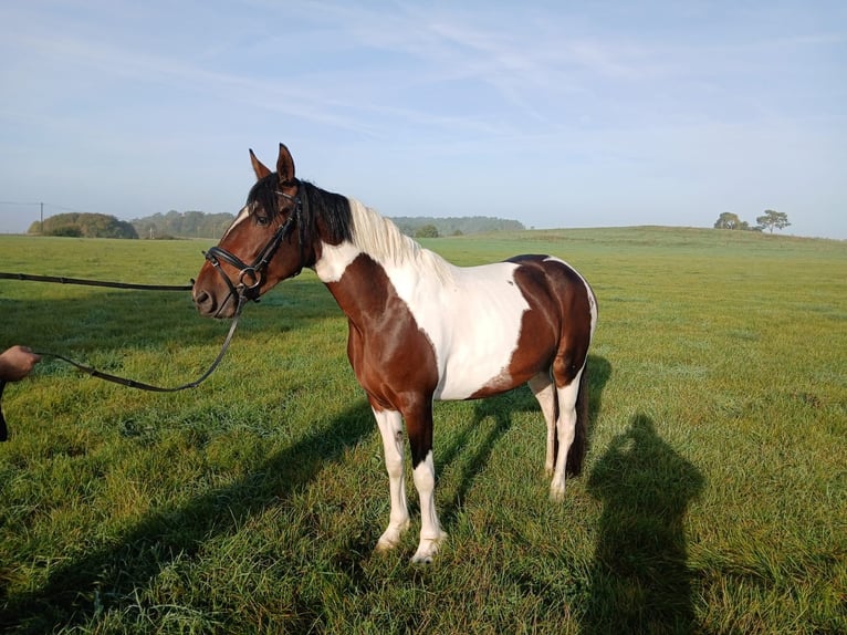 Plus de chevaux à sang chaud Jument 3 Ans 148 cm Pinto in Nettersheim