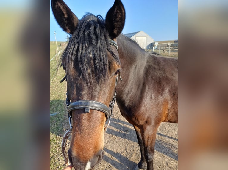 Plus de chevaux à sang chaud Croisé Jument 3 Ans 155 cm Bai in Schrattenberg