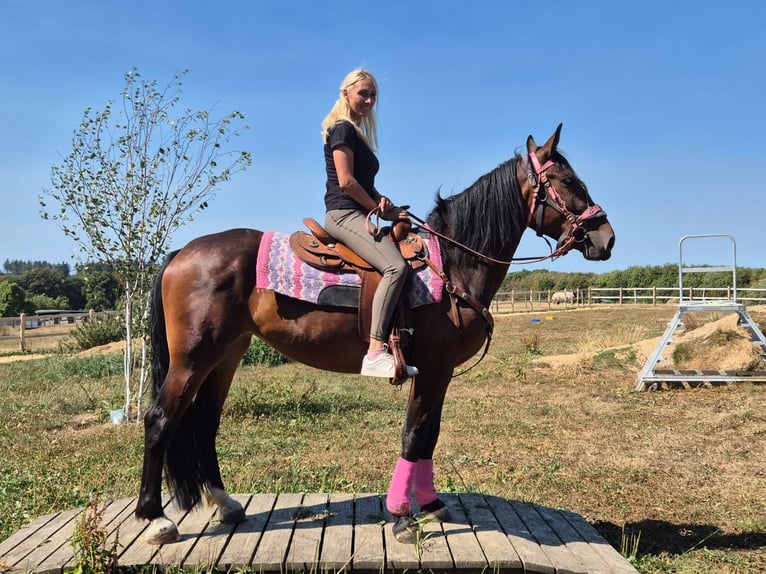 Plus de chevaux à sang chaud Jument 3 Ans 156 cm Bai in Linkenbach