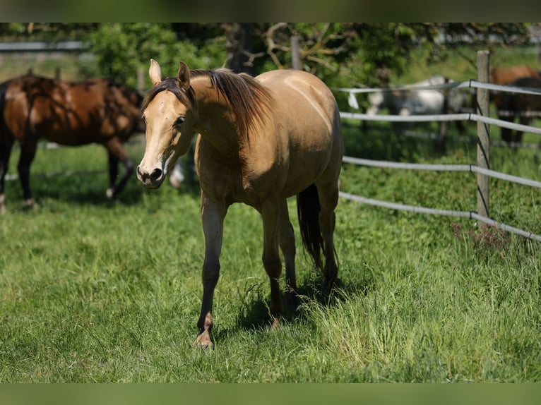 Plus de chevaux à sang chaud Jument 3 Ans 158 cm Champagne in Waldshut-Tiengen