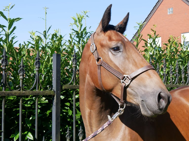 Plus de chevaux à sang chaud Jument 3 Ans 158 cm in Dorsten