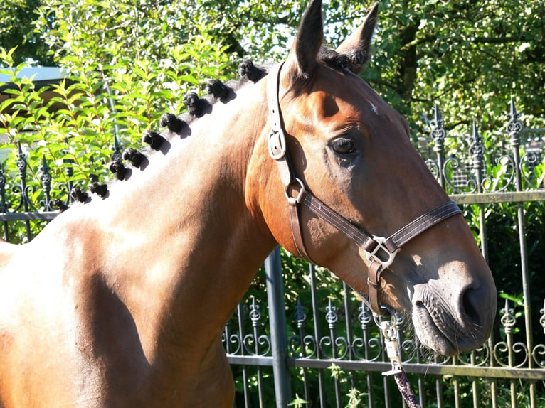 Plus de chevaux à sang chaud Jument 3 Ans 158 cm in Dorsten