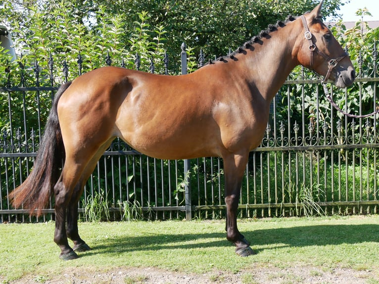 Plus de chevaux à sang chaud Jument 3 Ans 158 cm in Dorsten