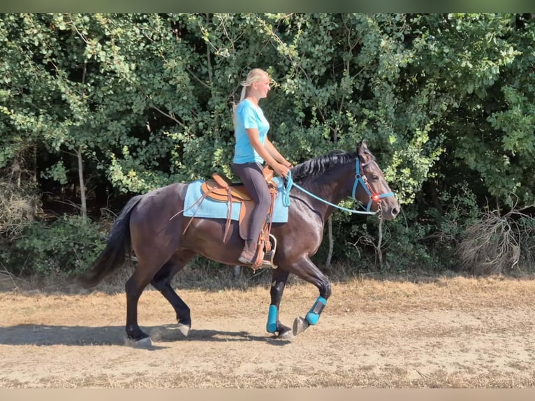 Plus de chevaux à sang chaud Jument 3 Ans 158 cm Noir in Linkenbach