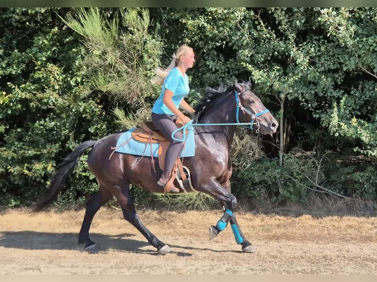 Plus de chevaux à sang chaud Jument 3 Ans 158 cm Noir in Linkenbach