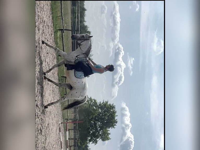 Plus de chevaux à sang chaud Jument 3 Ans 160 cm Léopard in Zabrodzie