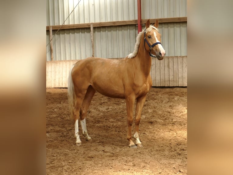 Plus de chevaux à sang chaud Jument 3 Ans 165 cm Palomino in Borgentreich