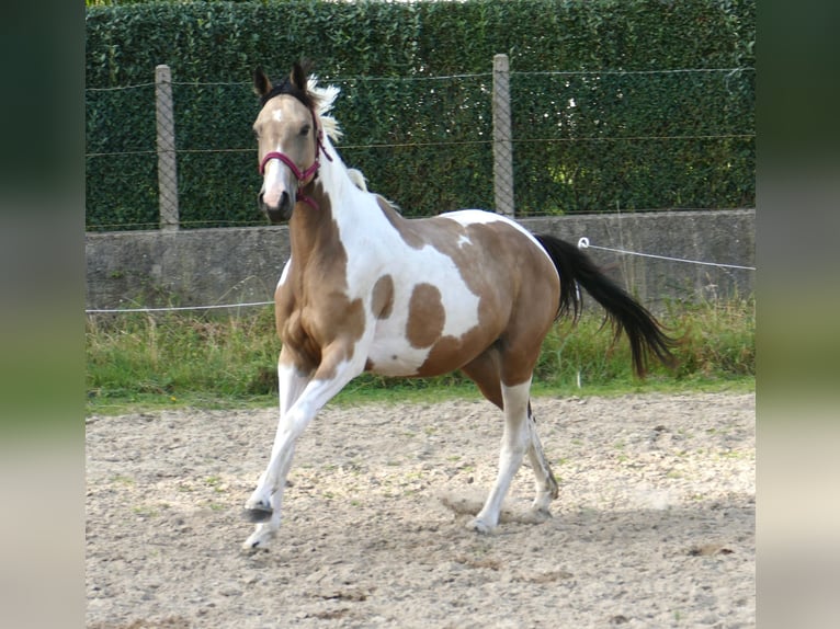 Plus de chevaux à sang chaud Jument 3 Ans 166 cm Pinto in Borgentreich