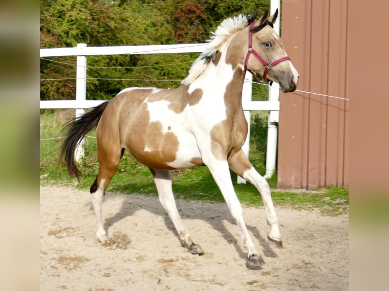 Plus de chevaux à sang chaud Jument 3 Ans 166 cm Pinto in Borgentreich