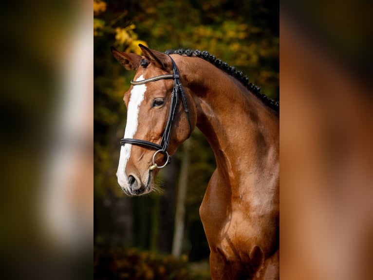 Plus de chevaux à sang chaud Jument 3 Ans 168 cm Bai in Poznań