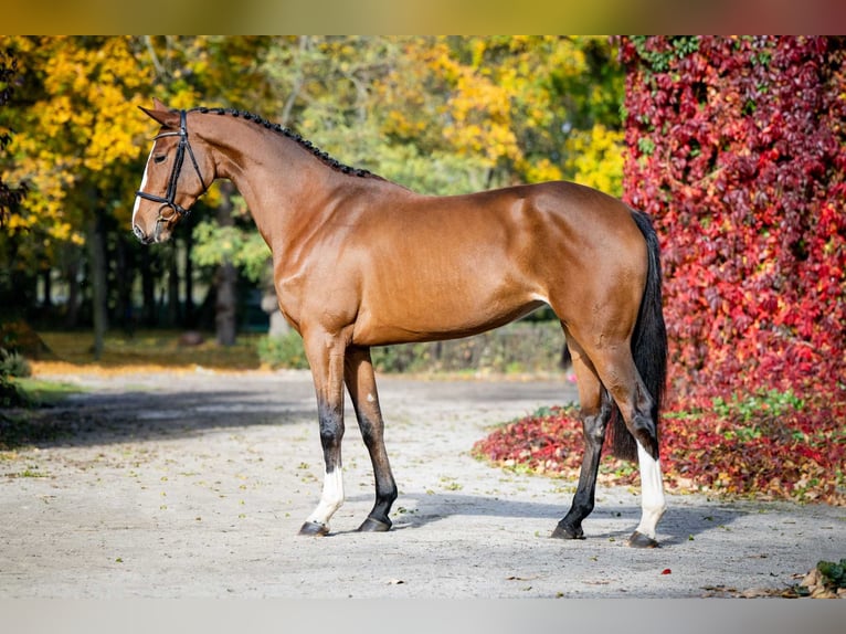 Plus de chevaux à sang chaud Jument 3 Ans 168 cm Bai in Poznań