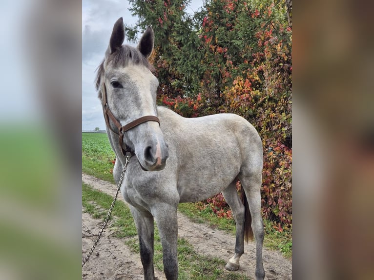 Plus de chevaux à sang chaud Jument 3 Ans 170 cm Blanc in poznań