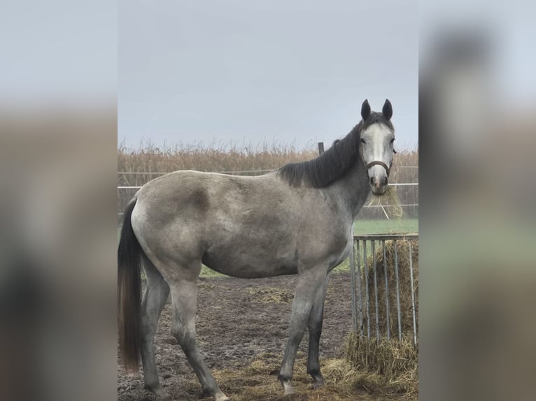 Plus de chevaux à sang chaud Jument 3 Ans 170 cm Blanc in poznań