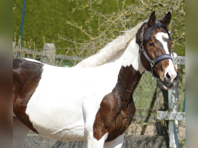 Plus de chevaux à sang chaud Jument 3 Ans 170 cm Pinto in Borgentreich