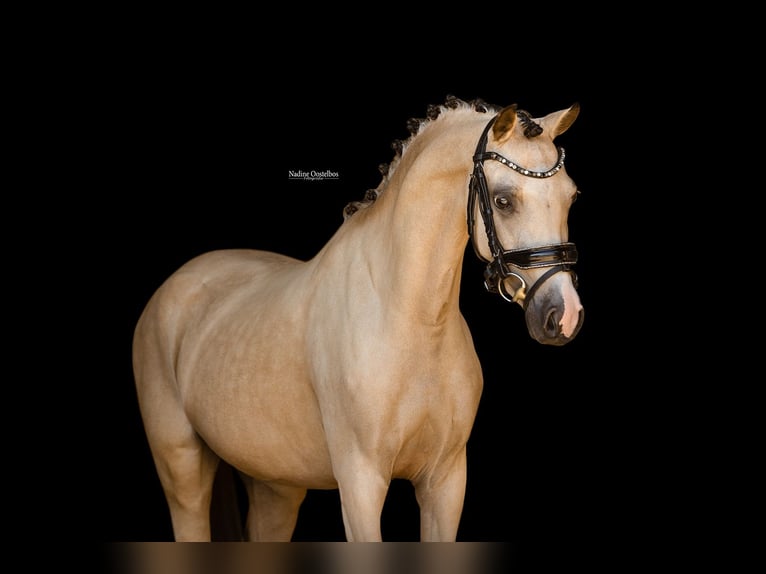 Plus de chevaux à sang chaud Jument 4 Ans 126 cm Buckskin in Oost West en Middelbeers