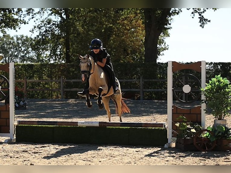 Plus de chevaux à sang chaud Jument 4 Ans 126 cm Buckskin in Oost West en Middelbeers