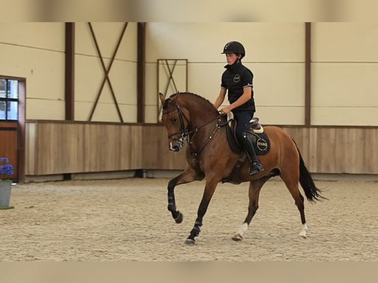 Plus de chevaux à sang chaud Jument 4 Ans 147 cm Bai in Oost West en Middelbeers