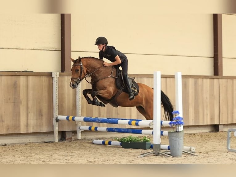 Plus de chevaux à sang chaud Jument 4 Ans 147 cm Bai in Oost West en Middelbeers