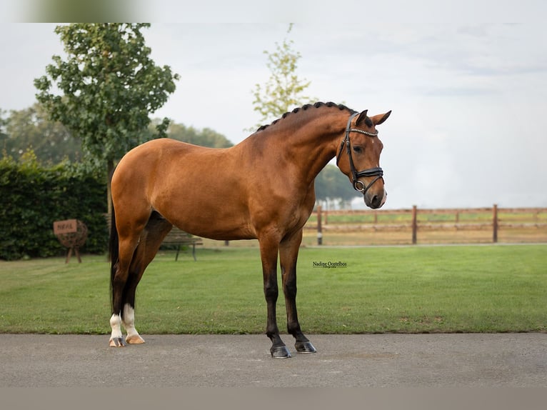 Plus de chevaux à sang chaud Jument 4 Ans 147 cm Bai in Oost West en Middelbeers