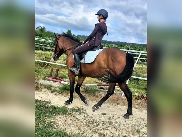 Plus de chevaux à sang chaud Croisé Jument 4 Ans 151 cm Bai in Maissau