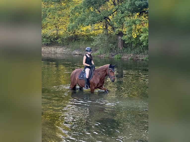 Plus de chevaux à sang chaud Croisé Jument 4 Ans 154 cm Alezan in Rakek