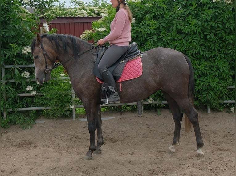 Plus de chevaux à sang chaud Jument 4 Ans 155 cm Gris noir in Rudersdorf
