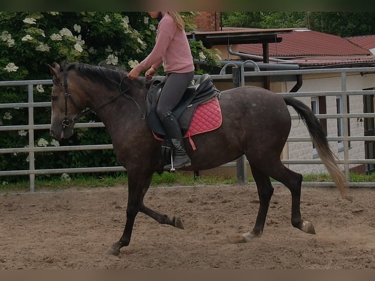 Plus de chevaux à sang chaud Jument 4 Ans 155 cm Gris noir in Rudersdorf