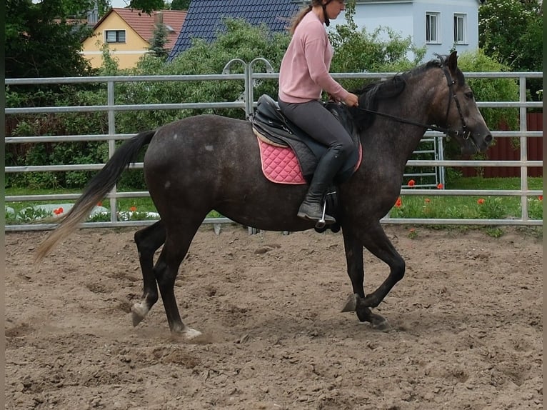 Plus de chevaux à sang chaud Jument 4 Ans 155 cm Gris noir in Rudersdorf