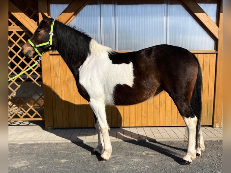 Plus de chevaux à sang chaud Croisé Jument 4 Ans 155 cm Pinto in Görlitz