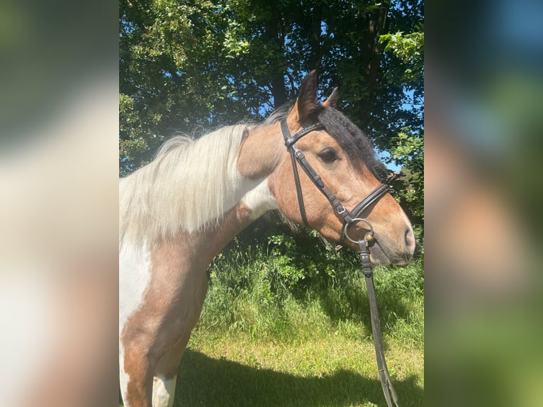 Plus de chevaux à sang chaud Jument 4 Ans 156 cm Pinto in Bad Laer
