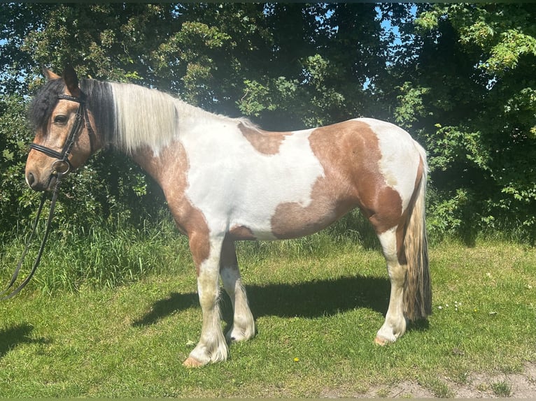 Plus de chevaux à sang chaud Jument 4 Ans 156 cm Pinto in Bad Laer