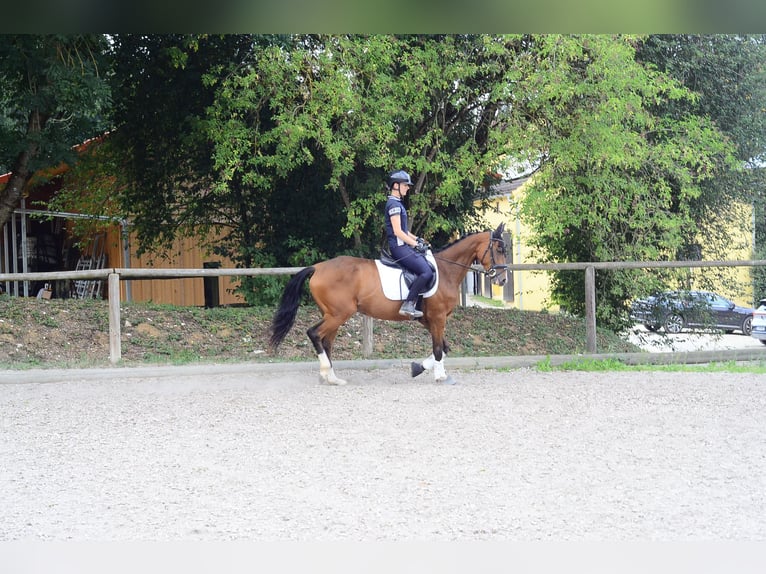 Plus de chevaux à sang chaud Jument 4 Ans 158 cm  in Wellheim